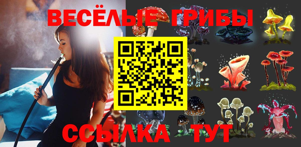Псилоцибиновые грибы Psilocybe Черкесск